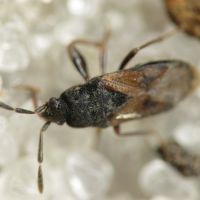 Tropistethus holosericus