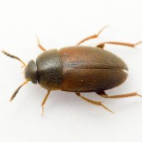 Sciodrepoides watsoni