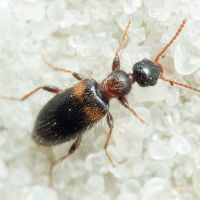 Hirticollis hispidus
