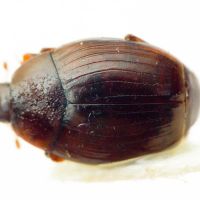 Dendrophilus (Dendrophilopsis) sulcatus