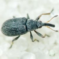 Squamapion flavimanum