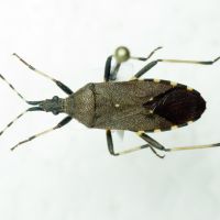 Stenocephalidae