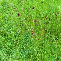 Sanguisorba officinalis