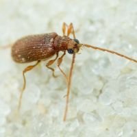 Ptinus