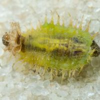 Cassidinae