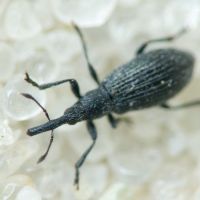 Stenopterapion (Stenopterapion) tenue