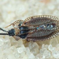 Kalama tricornis