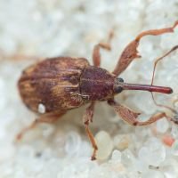 Anthonomus (Furcipus) rectirostris