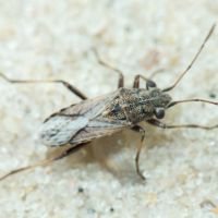 Ortholomus punctipennis