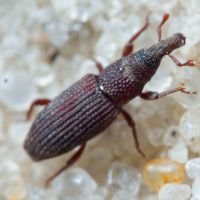 Dryophthorus corticalis