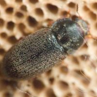 Ciidae