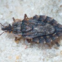 Aradus betulae