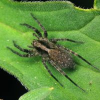 Pardosa