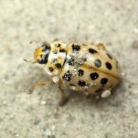 Anisosticta novemdecimpunctata