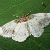 Ligdia adustata