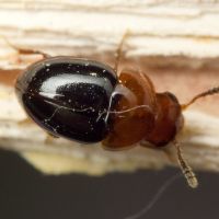 Agathidium nigripenne
