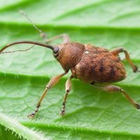Curculio (Curculio) glandium