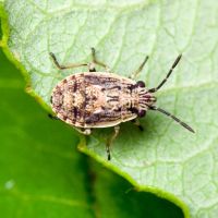 Nysius