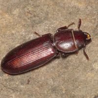 Tenebroides fuscus