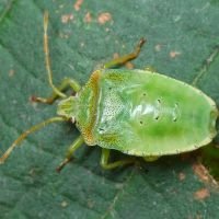 Acanthosoma haemorrhoidale