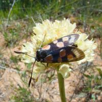 Zygaena carniolica