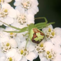 Ebrechtella tricuspidata