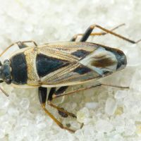 Xanthochilus quadratus