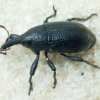 Larinus (Phyllonomeus) carlinae