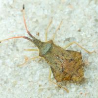 Syromastus rhombeus