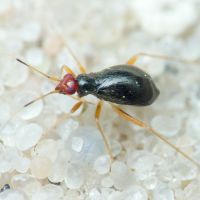 Orthonotus rufifrons