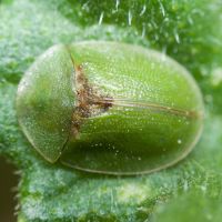 Cassidinae