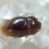Ptiliidae