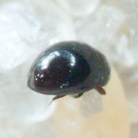 Sphaeriusidae