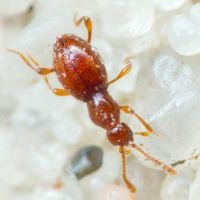 Scydmaenus