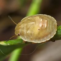 Eurygaster maura