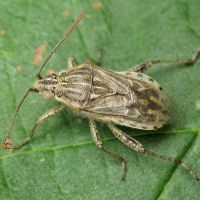 Stictopleurus