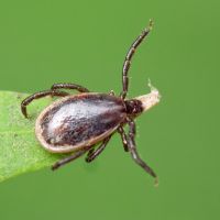 Ixodes ricinus