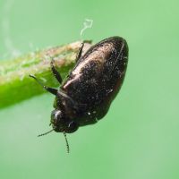 Trachys phlyctaenodes