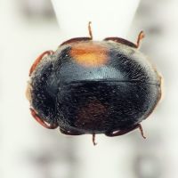 Scymnus apetzi