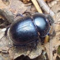 Anoplotrupes stercorosus