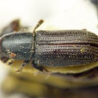 Hylastes ater