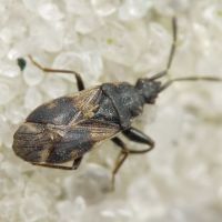 Taphropeltus contractus