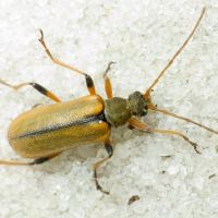Cortodera humeralis