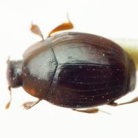 Dendrophilus (Dendrophilopsis) sulcatus
