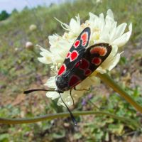 Zygaena carniolica