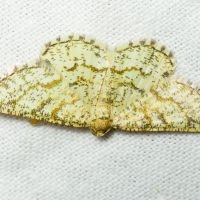 Heliomata glarearia