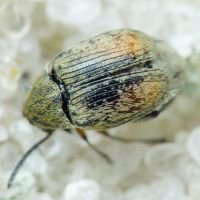 Acanthoscelides pallidipennis