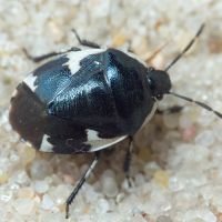 Tritomegas sexmaculatus