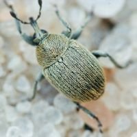 Rhinusa
