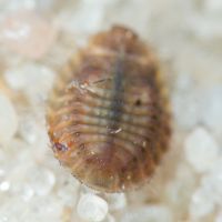 Platynaspis luteorubra